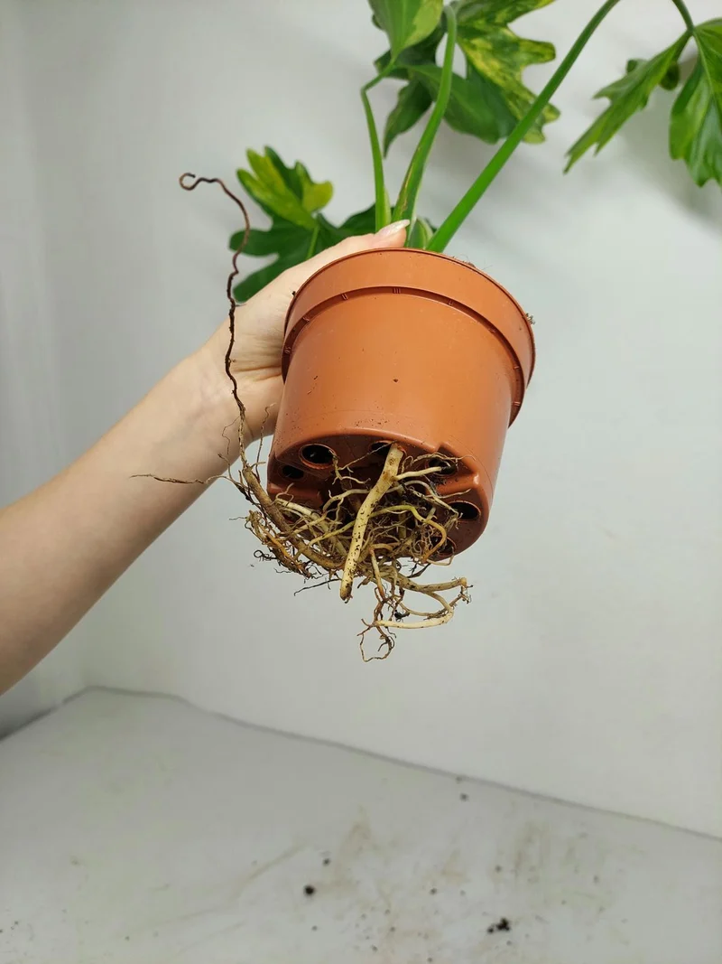Thaumatophyllum Williamsii Aurea Variegata