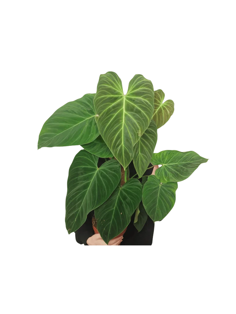 Philodendron Splendid buschig