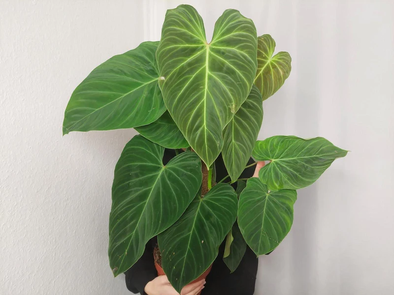 Philodendron Splendid buschig
