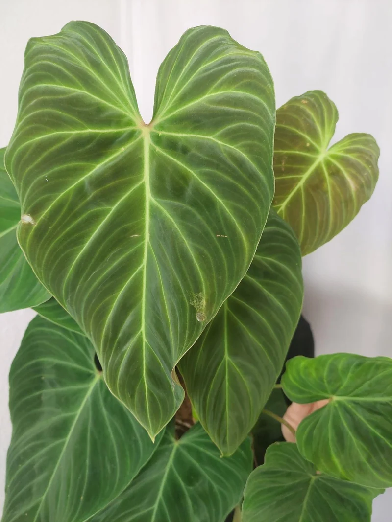 Philodendron Splendid buschig