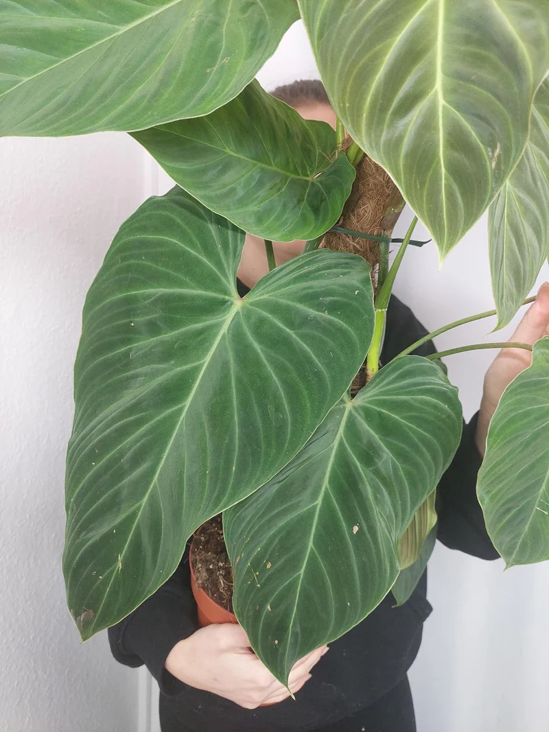 Philodendron Splendid buschig