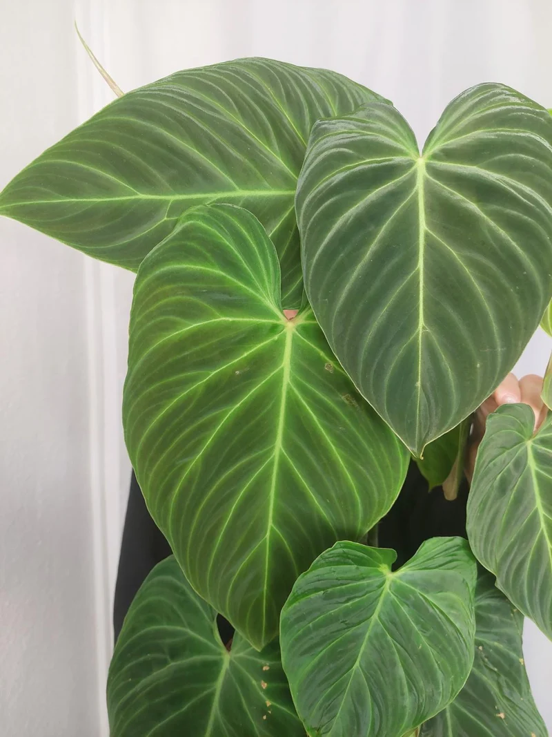 Philodendron Splendid buschig