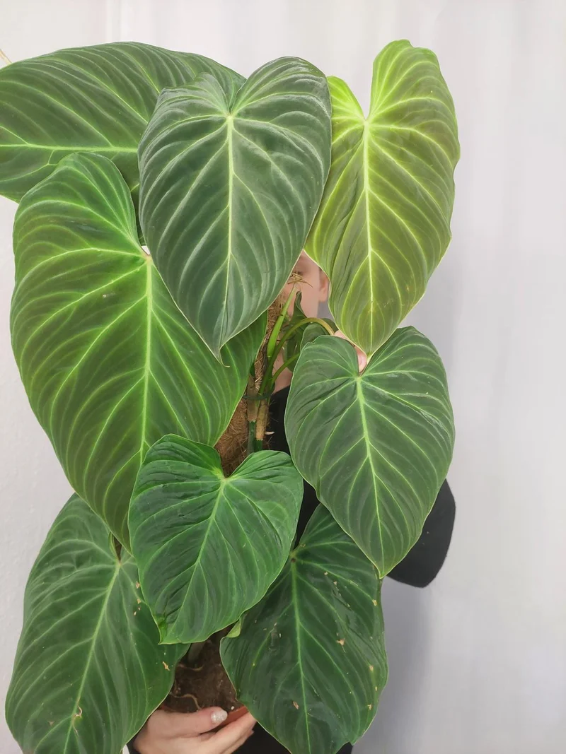 Philodendron Splendid buschig
