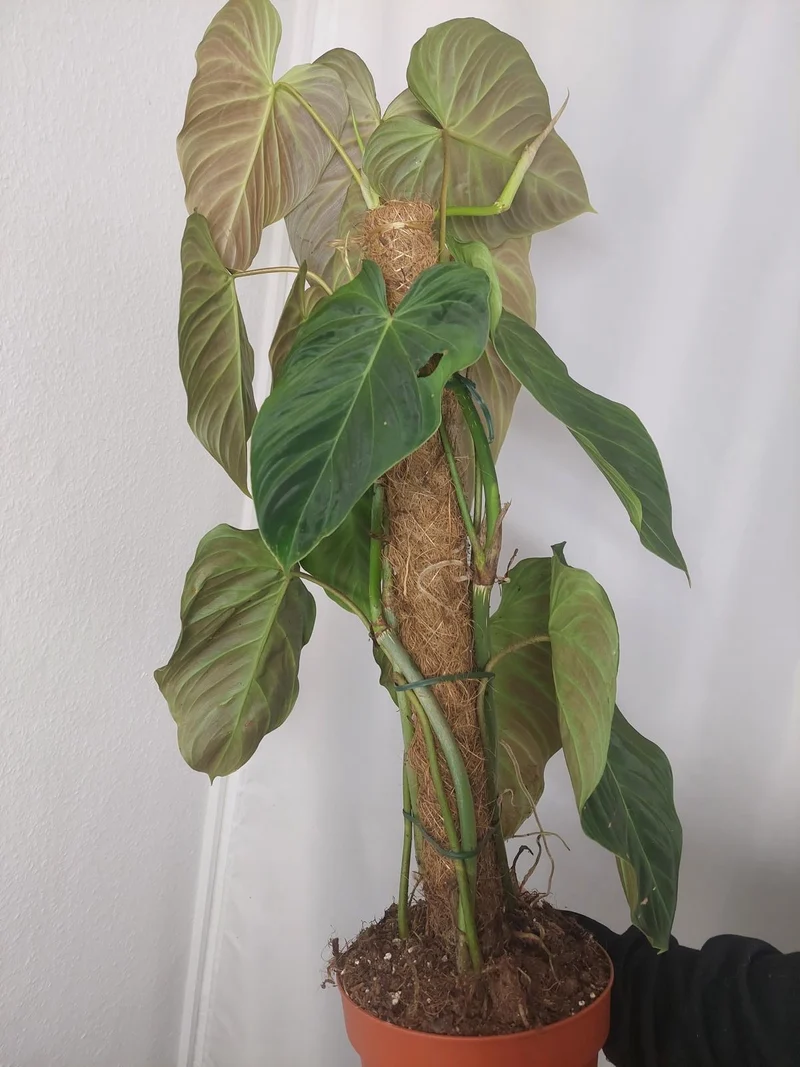 Philodendron Splendid buschig