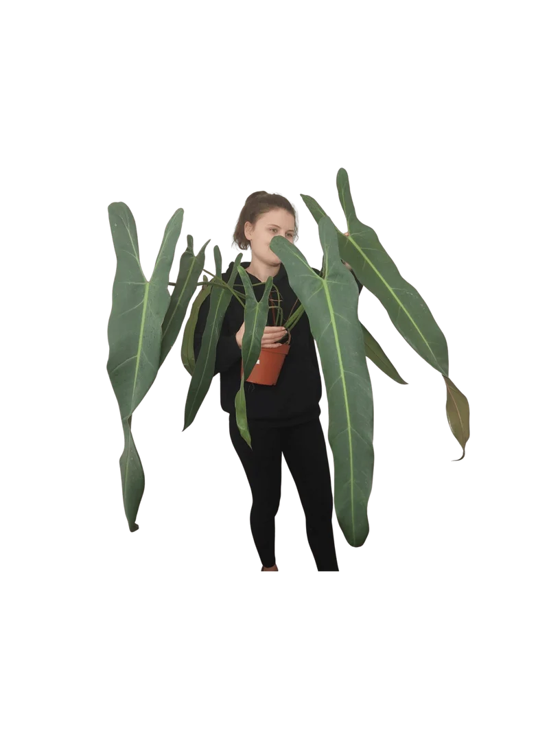 Philodendron Spiritus Sancti Adult