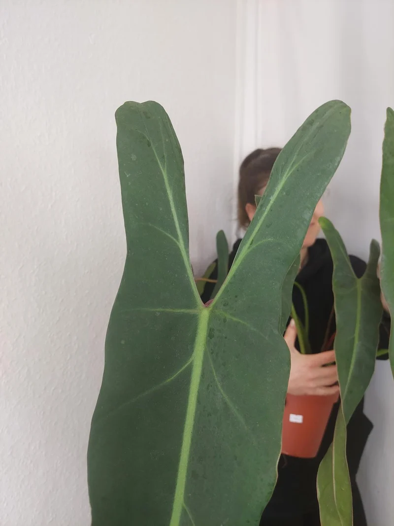Philodendron Spiritus Sancti Adult
