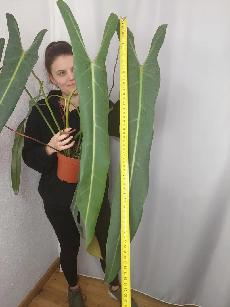 Philodendron Spiritus Sancti Adult