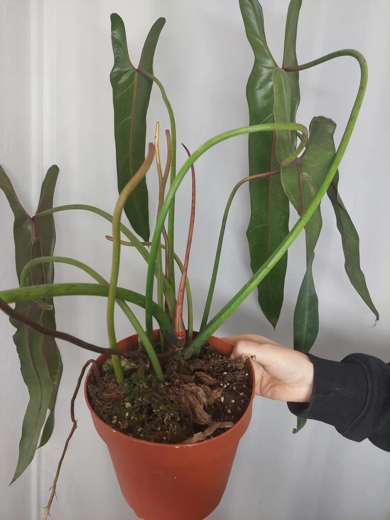 Philodendron Spiritus Sancti Adult