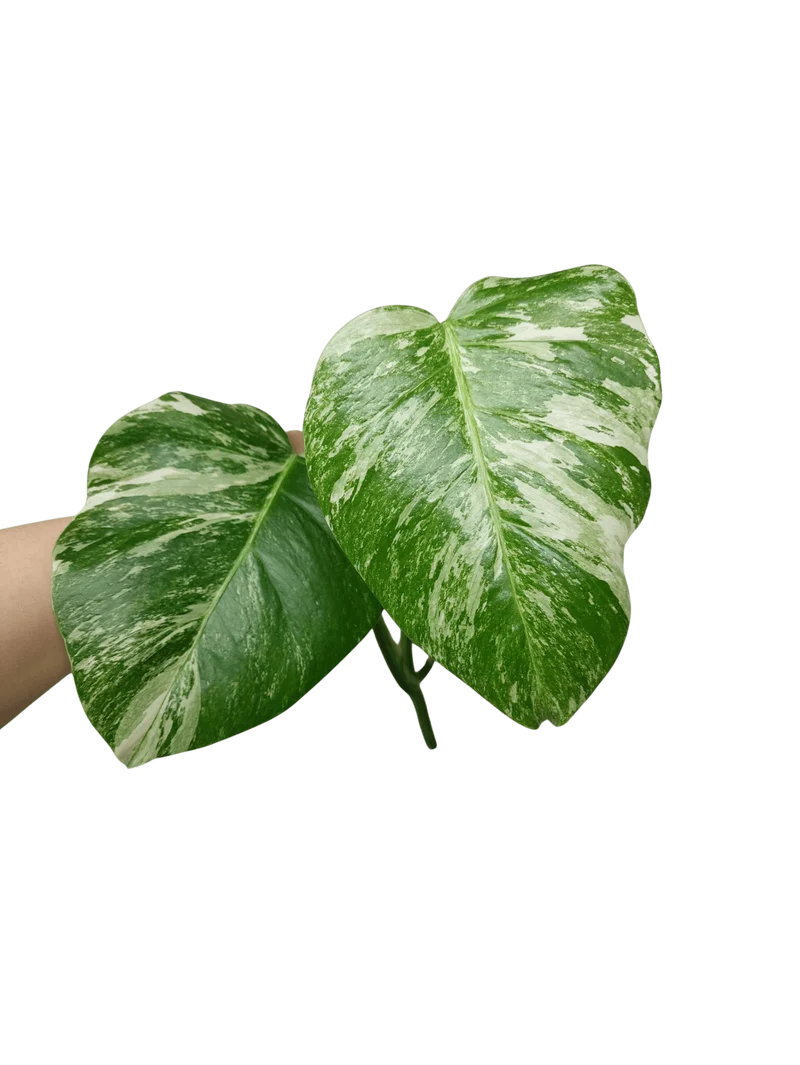 Monstera Variegata Steckling (zum aussuchen)