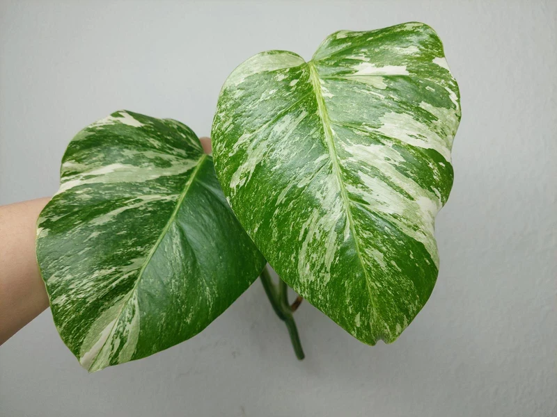 Monstera Variegata Steckling (zum aussuchen)