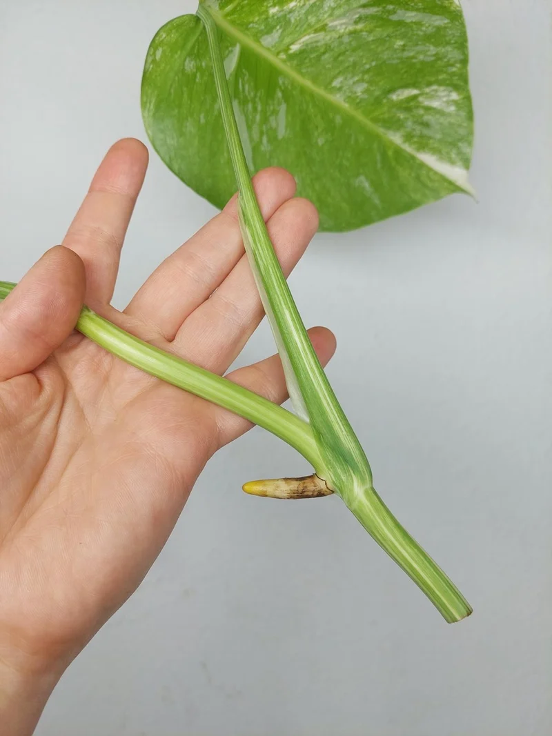 Monstera Variegata Steckling (zum aussuchen)