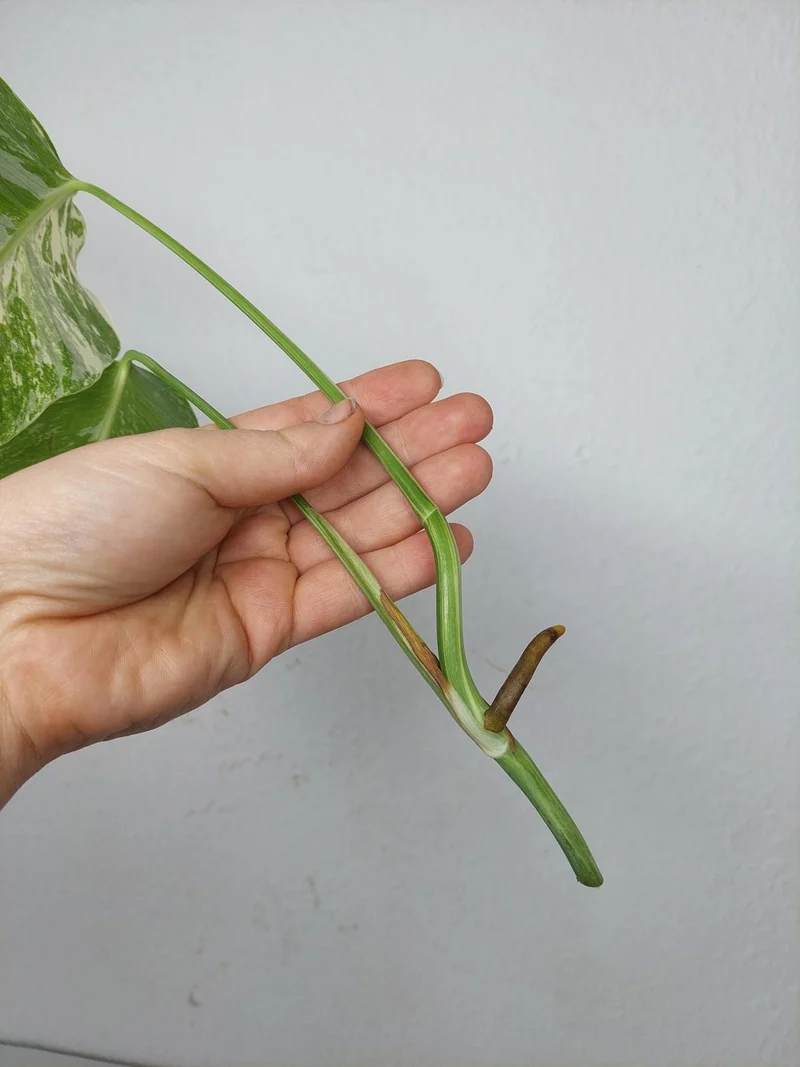 Monstera Variegata Steckling (zum aussuchen)