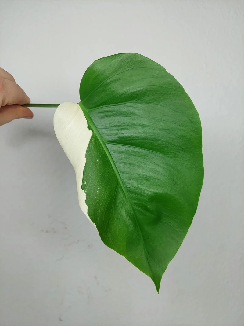 Monstera Variegata Steckling (zum aussuchen)