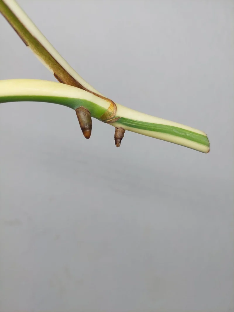 Monstera Variegata Steckling (zum aussuchen)