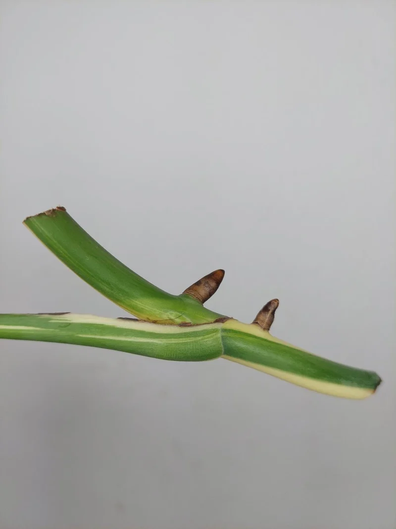 Monstera Variegata Steckling (zum aussuchen)