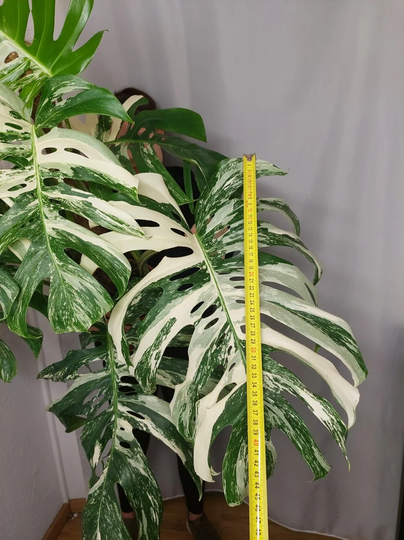 Monstera Variegata buschig