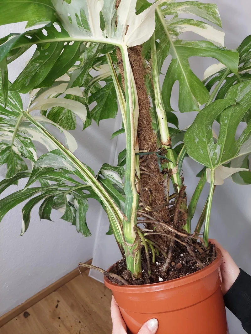 Monstera Variegata buschig