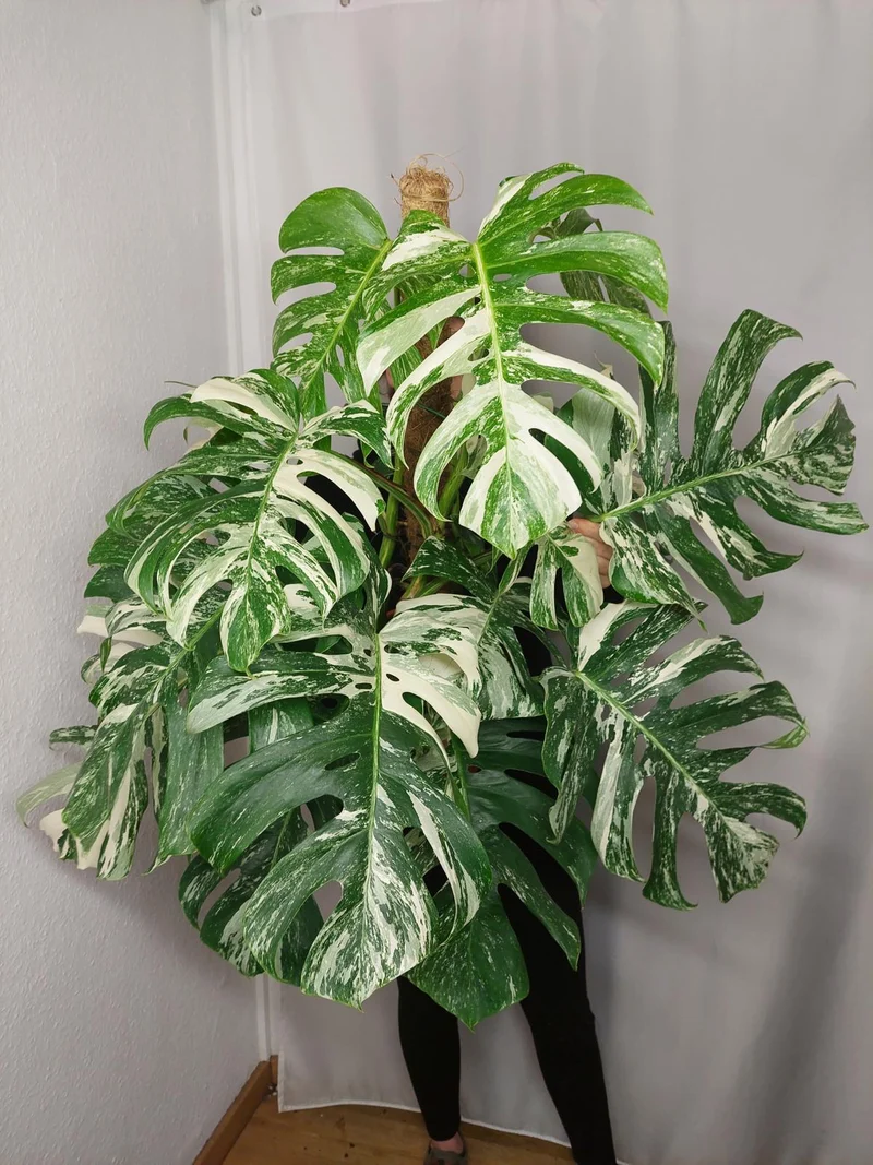 Monstera Variegata buschig