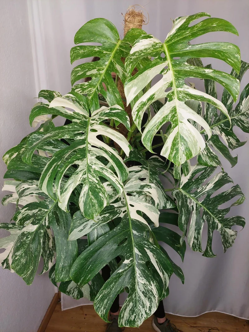 Monstera Variegata buschig