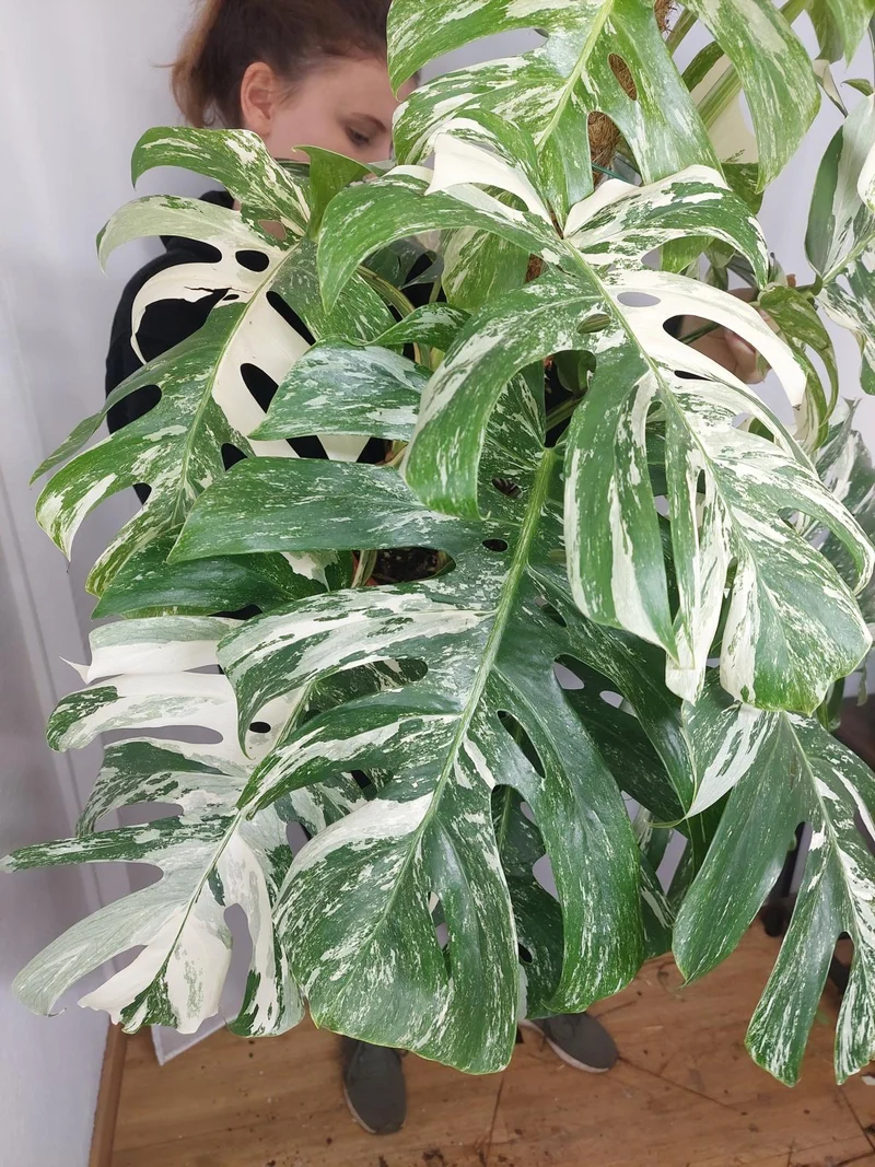 Monstera Variegata buschig