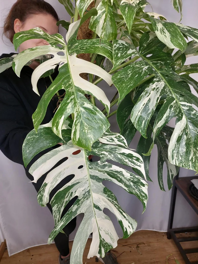 Monstera Variegata buschig