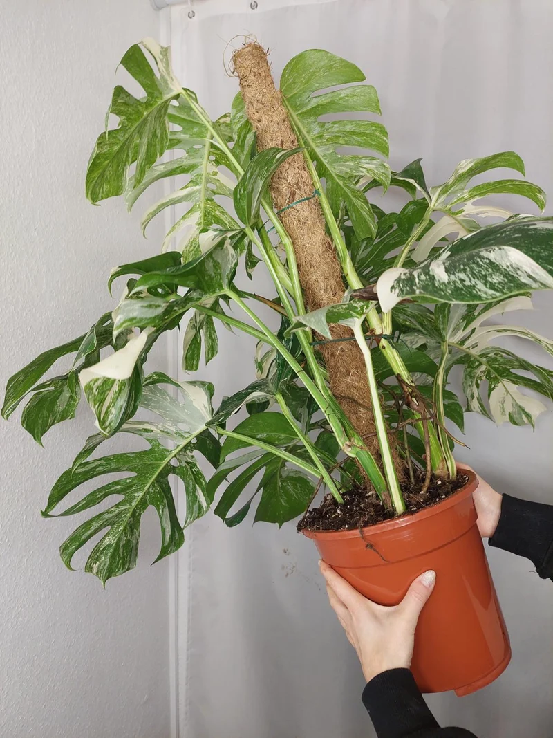 Monstera Variegata buschig