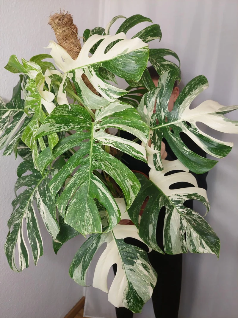 Monstera Variegata buschig