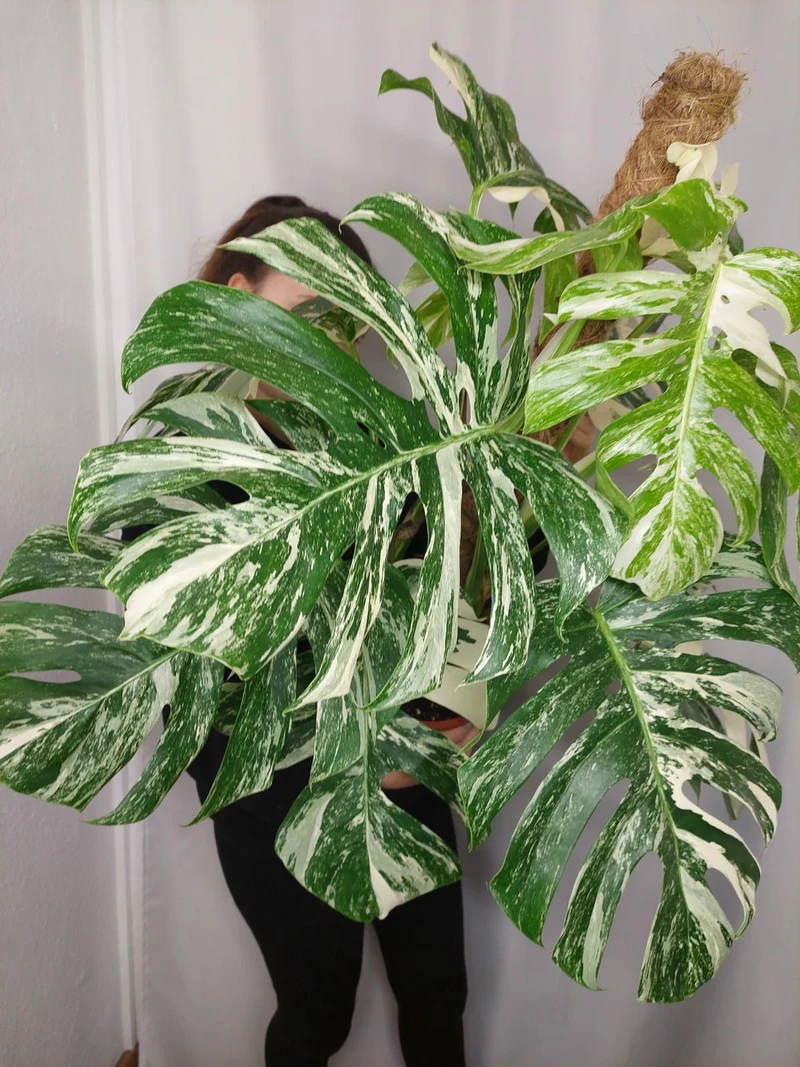 Monstera Variegata buschig