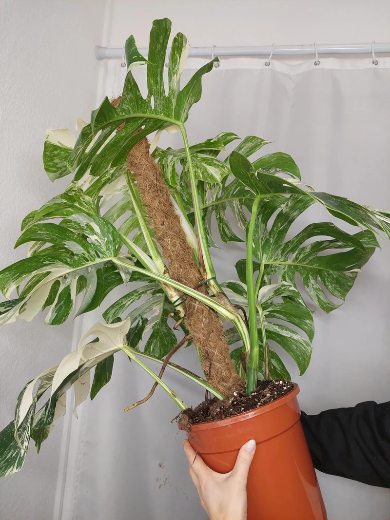 Monstera Variegata buschig