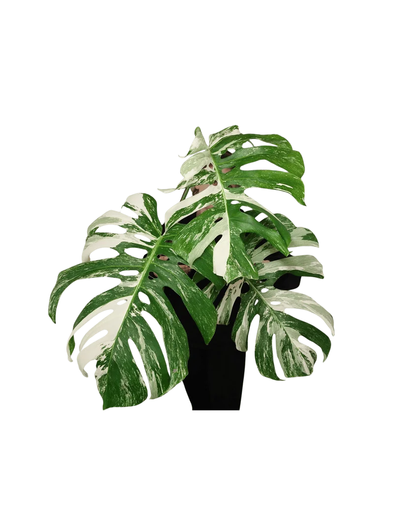 Monstera Variegata Adult