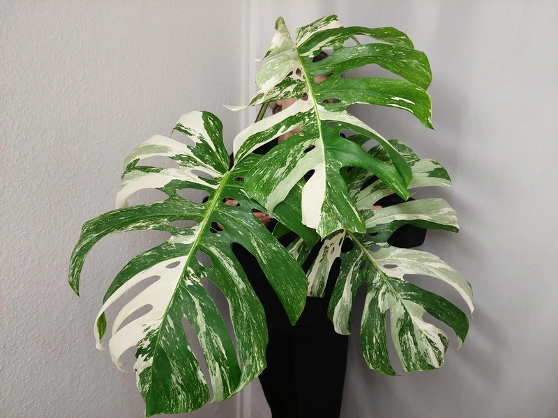 Monstera Variegata Adult