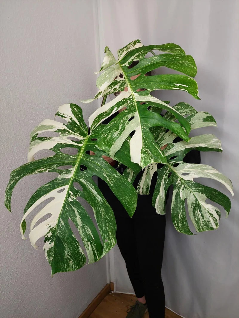 Monstera Variegata Adult