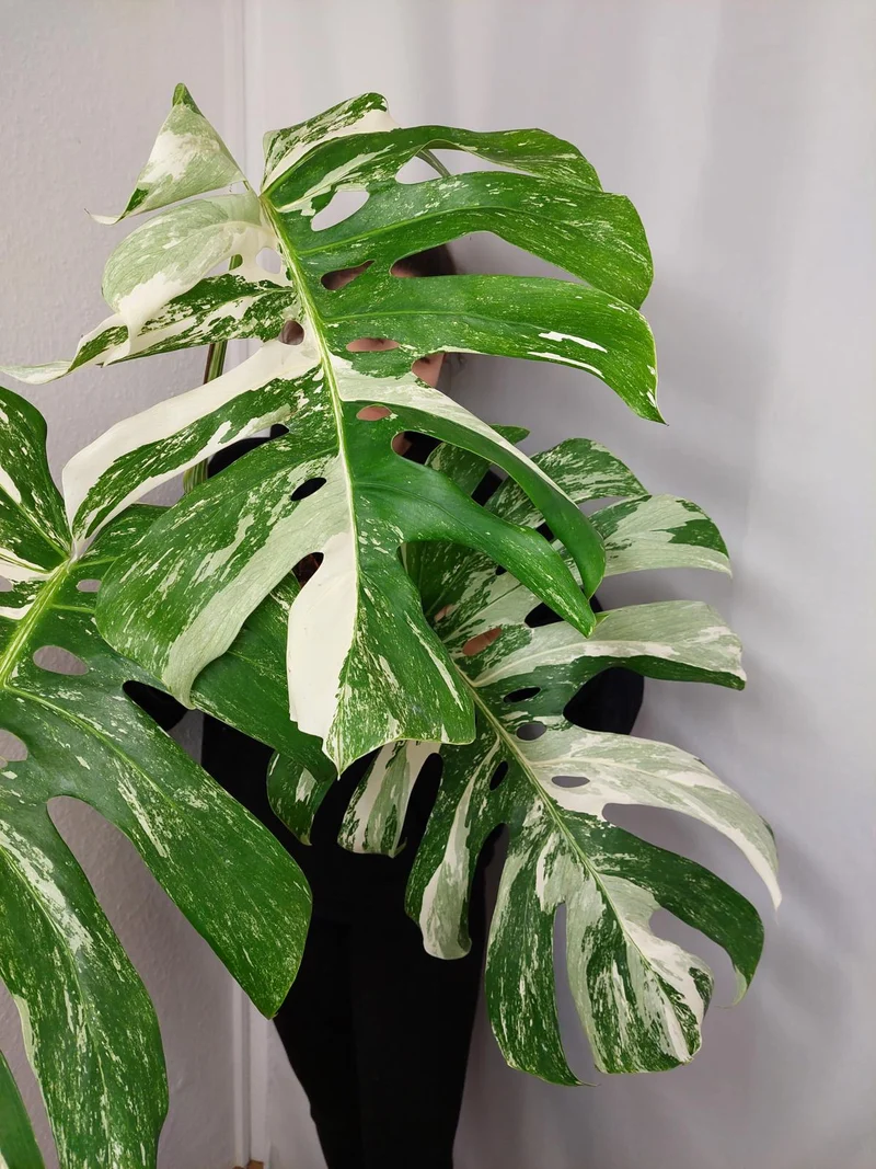 Monstera Variegata Adult