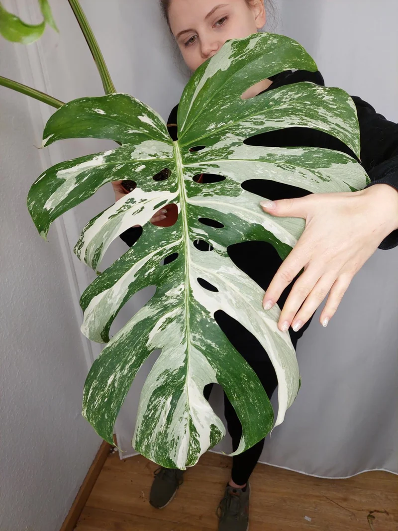 Monstera Variegata Adult