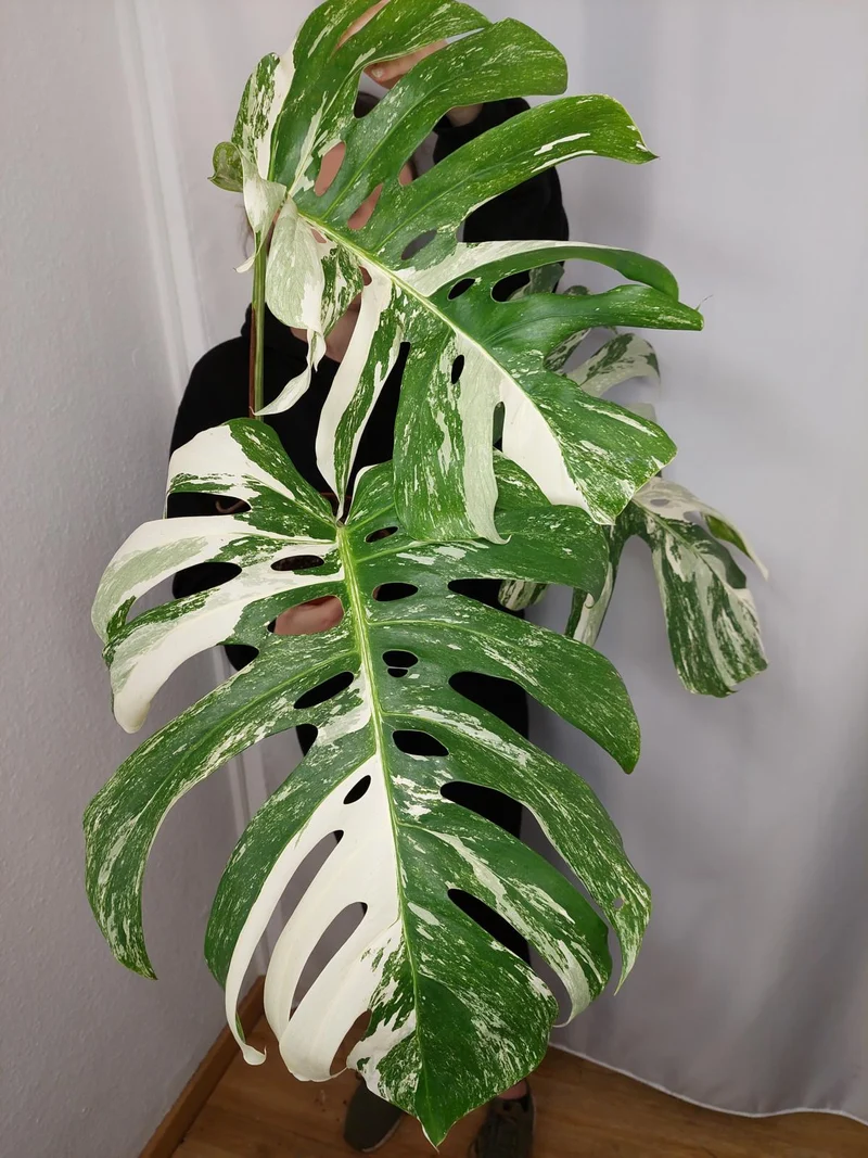 Monstera Variegata Adult