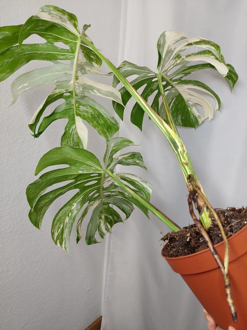 Monstera Variegata Adult
