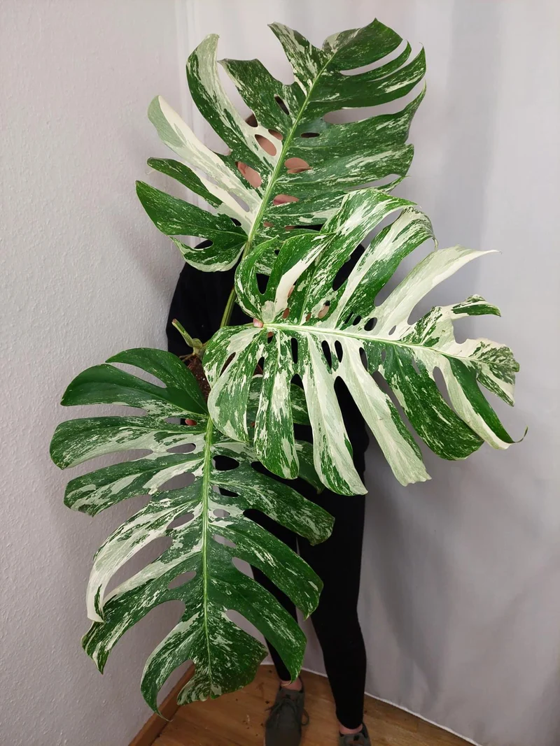 Monstera Variegata Adult
