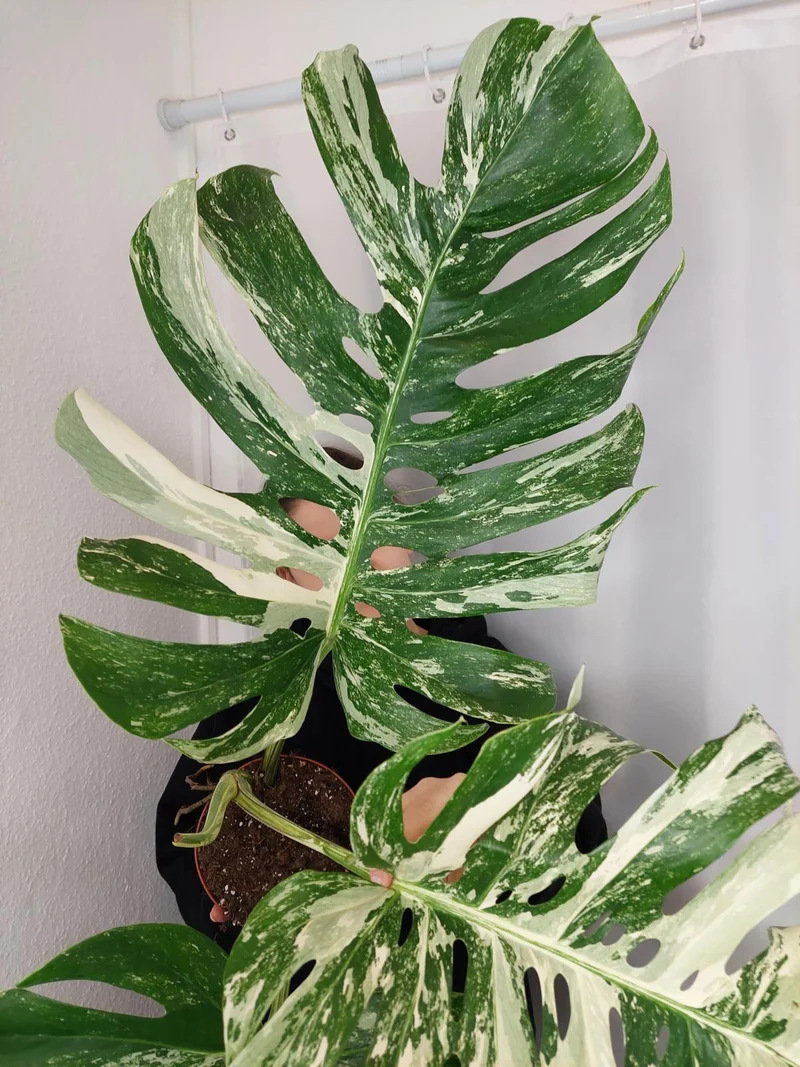 Monstera Variegata Adult