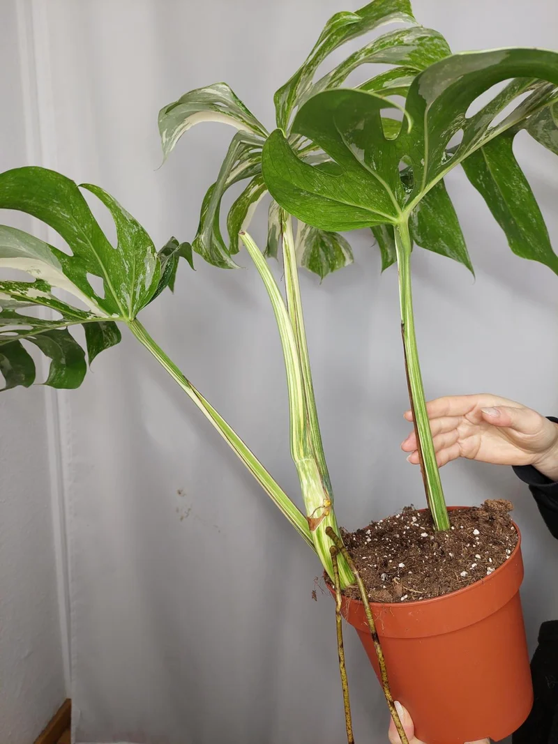 Monstera Variegata Adult