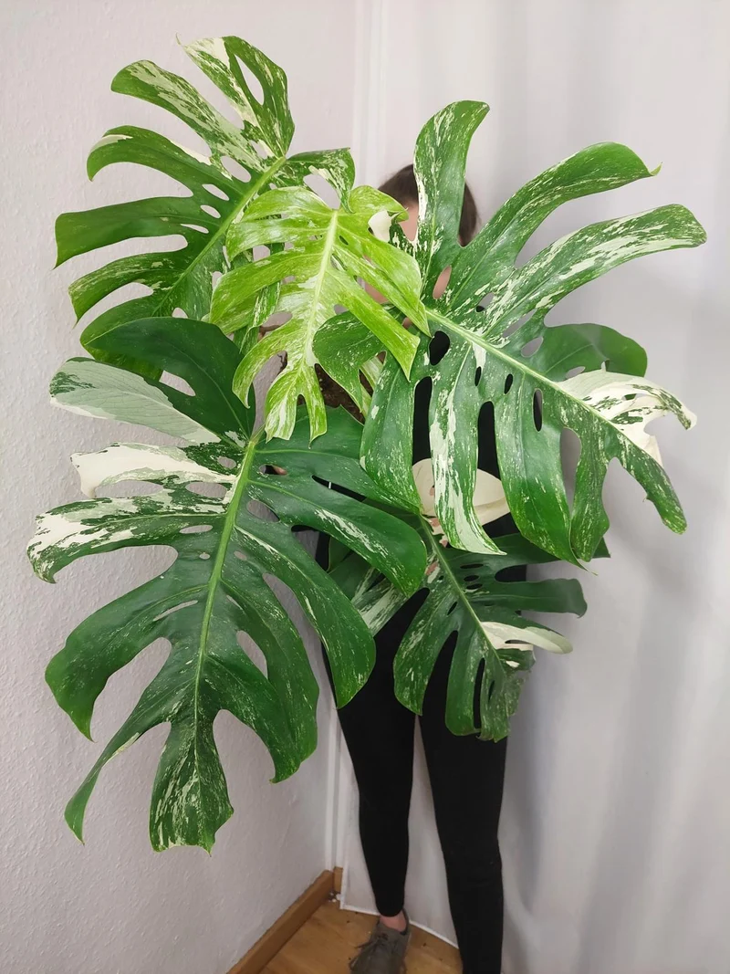 Monstera Variegata Adult