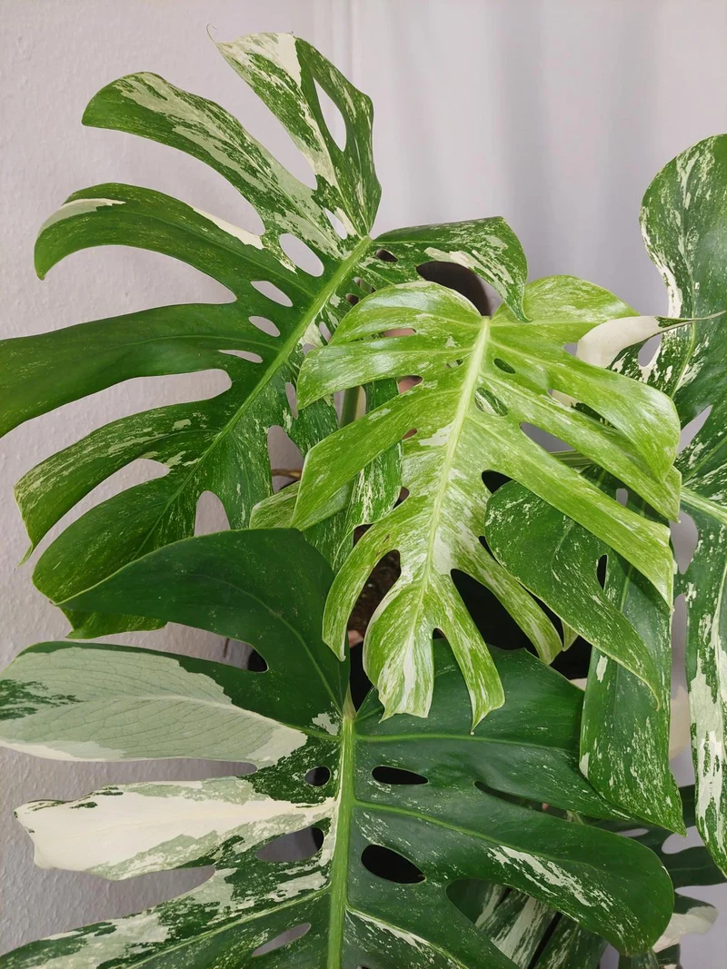 Monstera Variegata Adult
