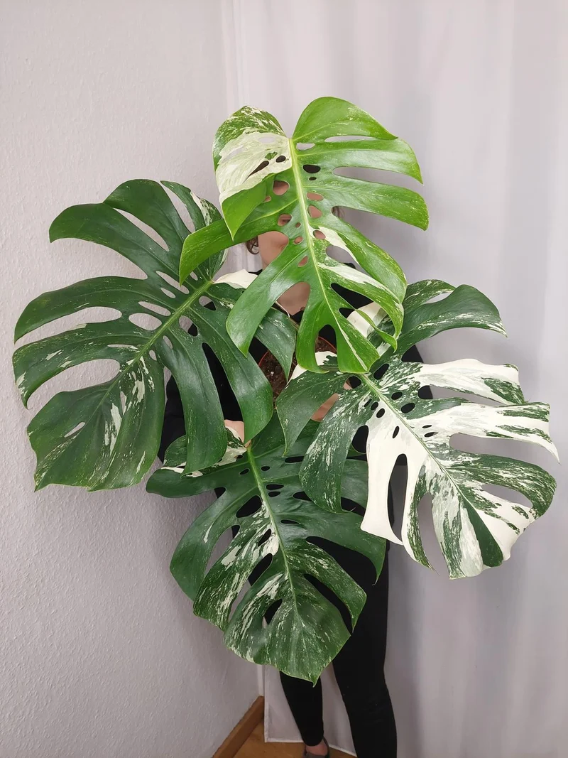 Monstera Variegata Adult