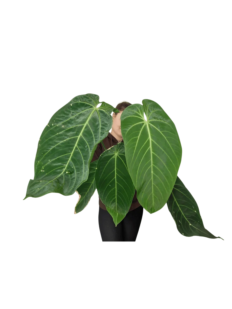 Anthurium Warocqueanum x Waterburyanum