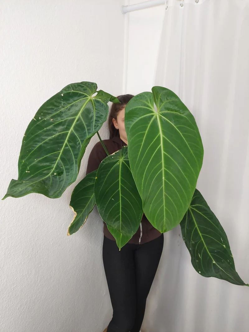 Anthurium Warocqueanum x Waterburyanum