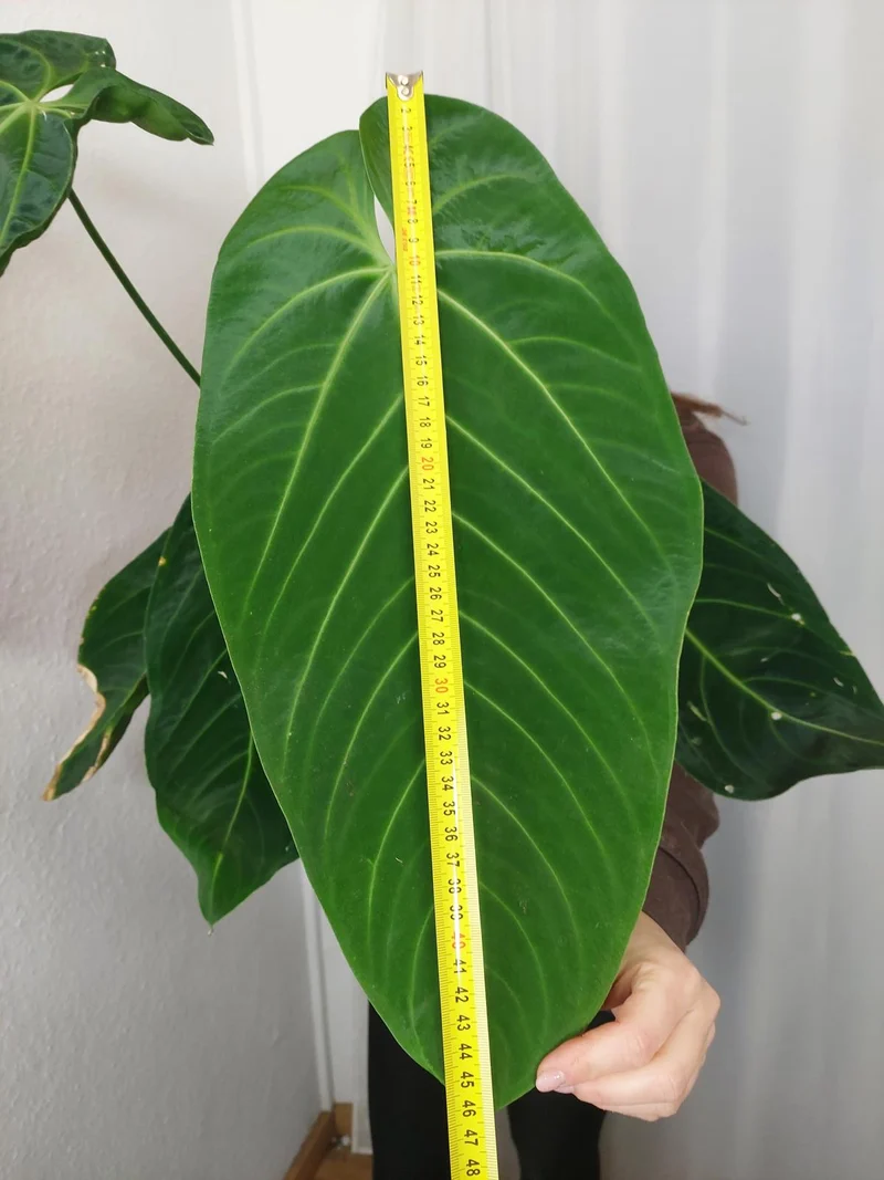 Anthurium Warocqueanum x Waterburyanum