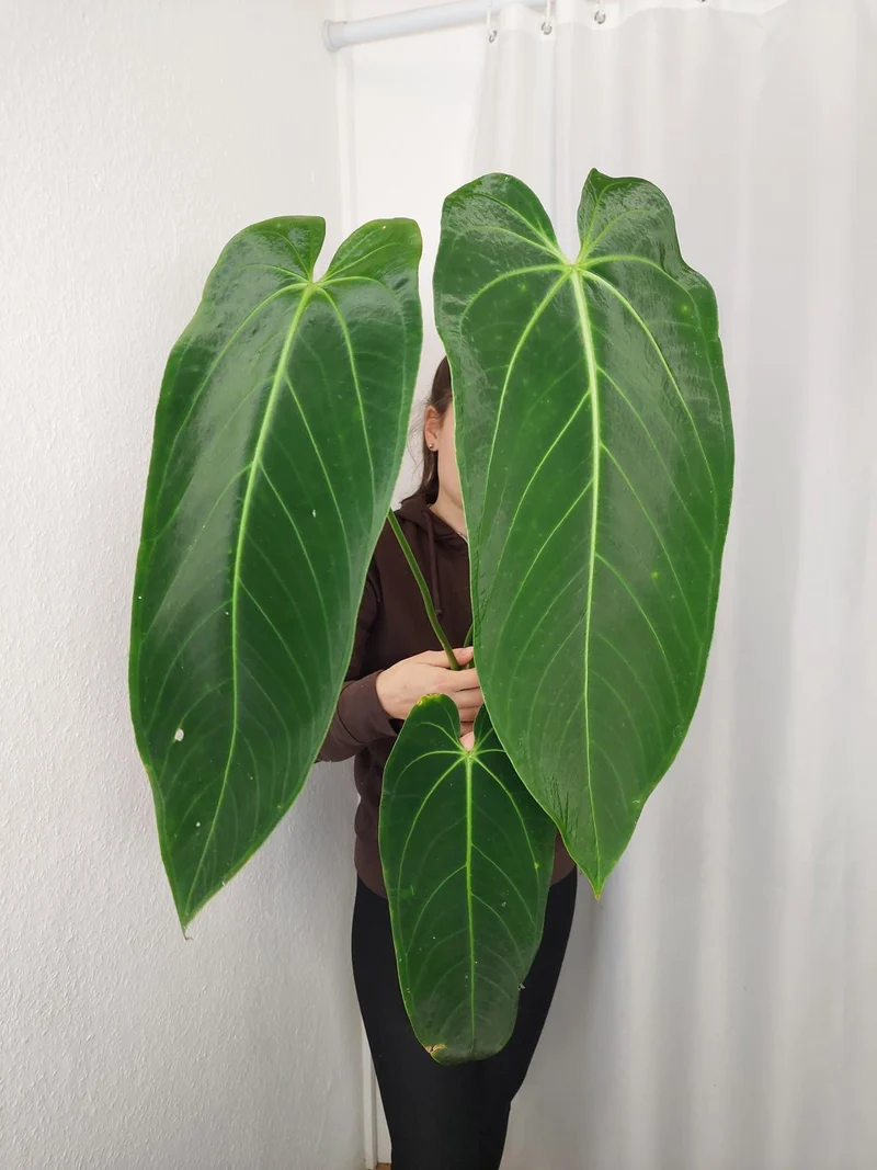 Anthurium Warocqueanum x Waterburyanum