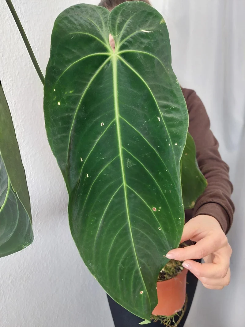 Anthurium Warocqueanum x Waterburyanum
