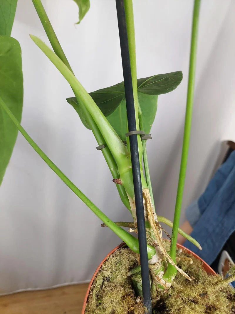 Anthurium Warocqueanum x Waterburyanum
