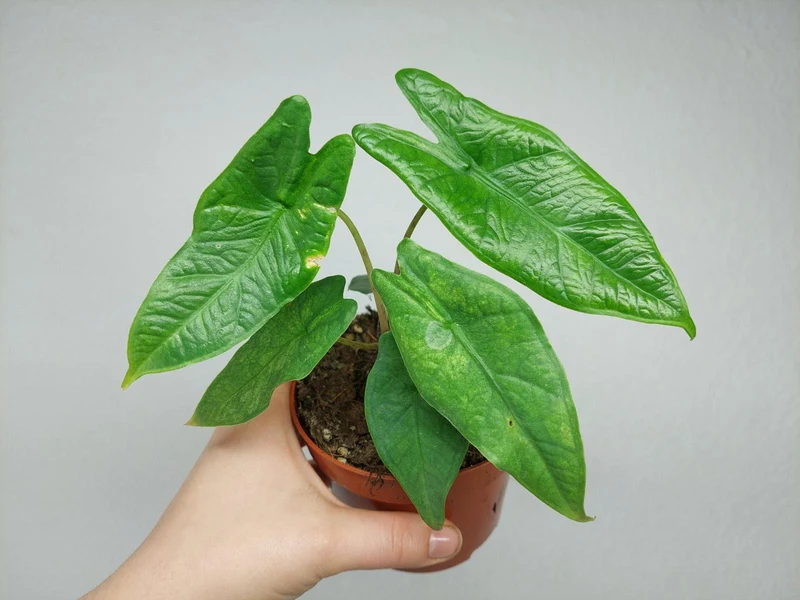 Sad Plants