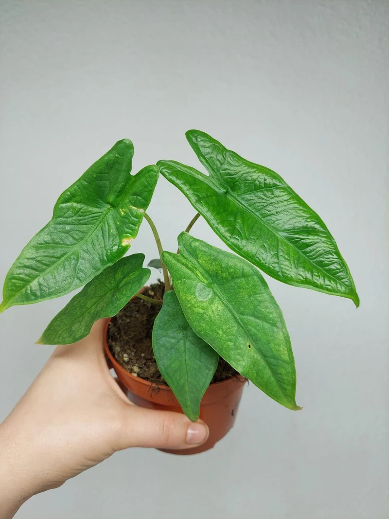 Sad Plants